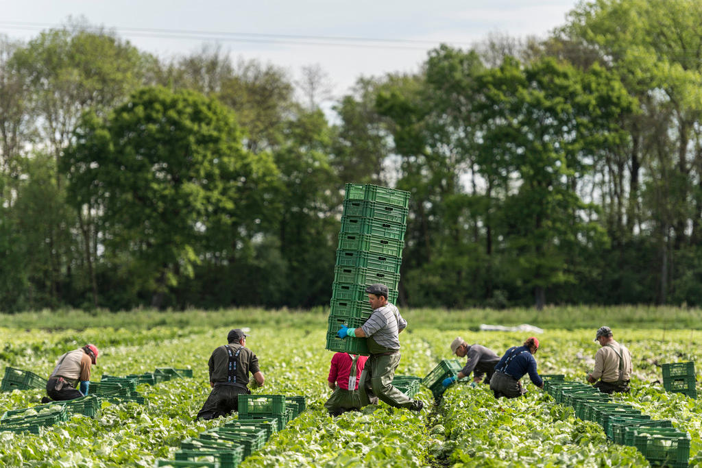 Workers from Portugal pick salads at Ried bei Kerzers in canton Fribourg in 2014.