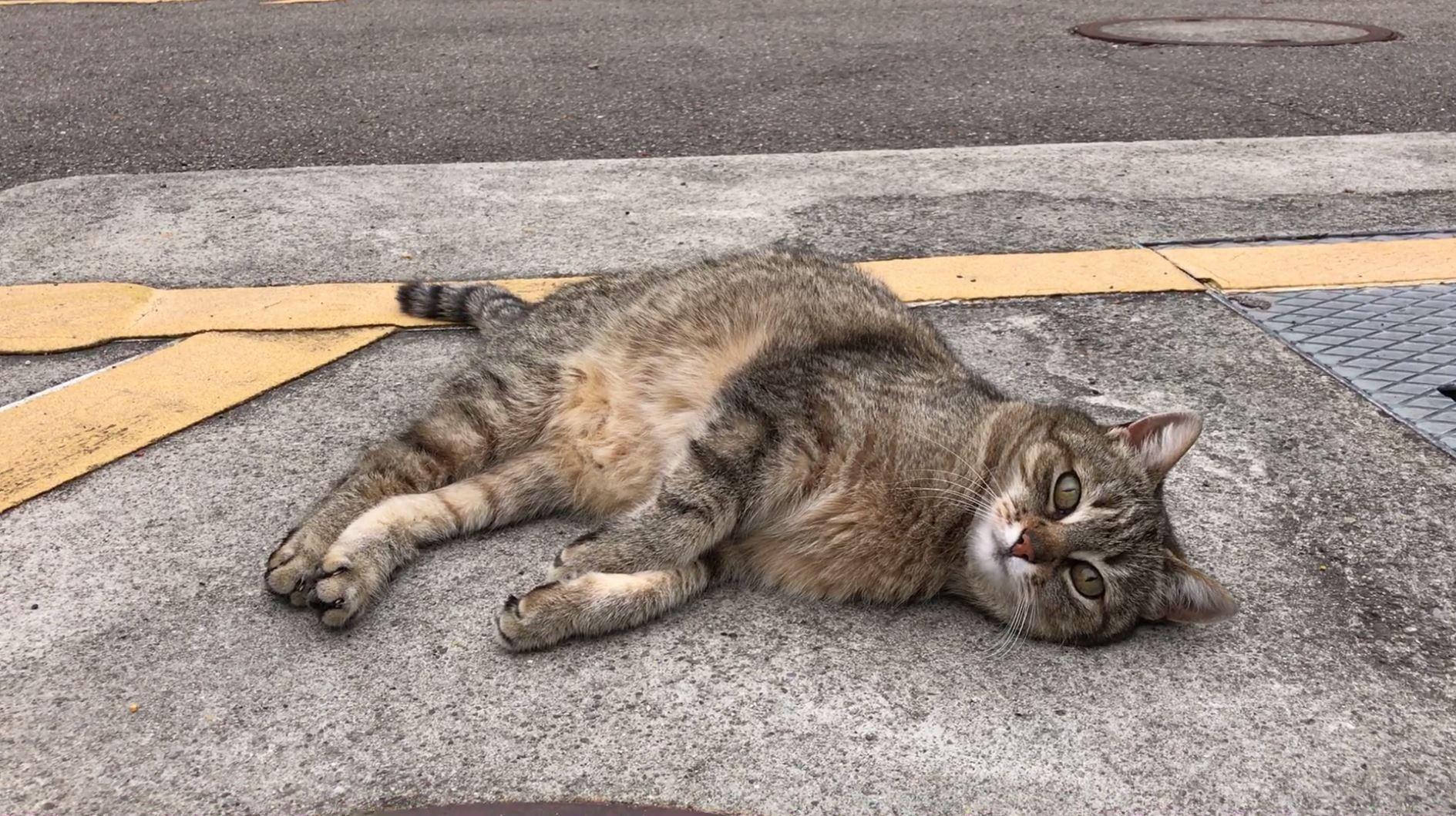 Eine Katze liegt auf der Strasse und schaut in die Kamera.