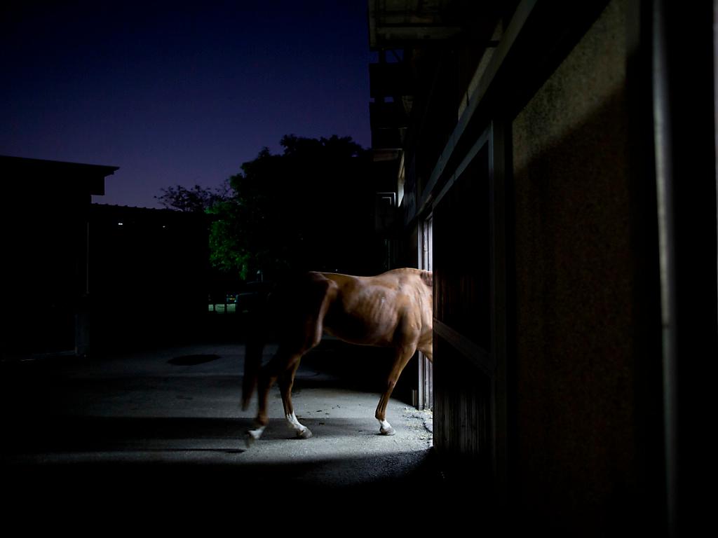 AG caso di anemia infettiva equina, primo dal 1991 in Svizzera SWI