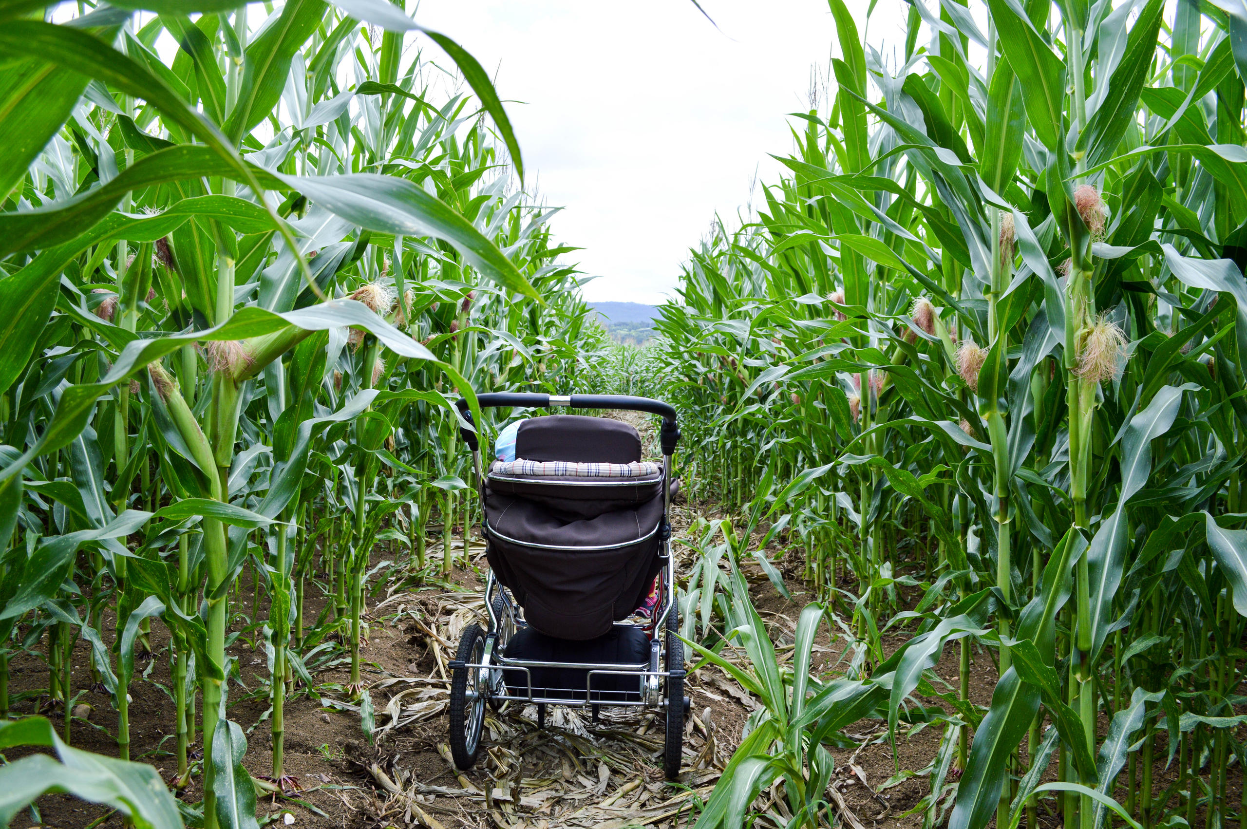Kinderwagen in einer Schneise eines Maisfeldes