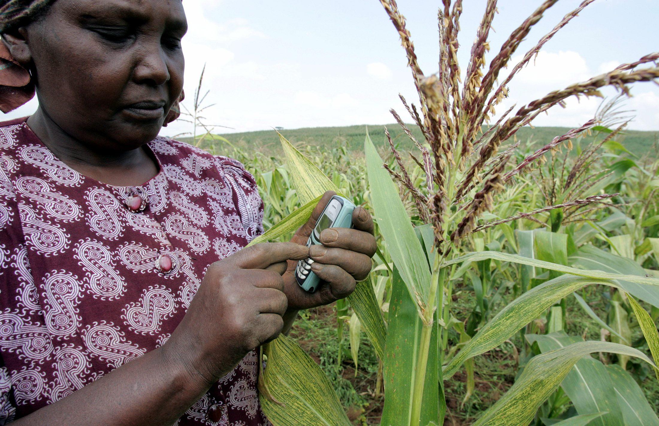 Eine Bäuerin in Kenia steht in einem Maisfeld und gibt etwas in ihr Mobiltelefon ein.