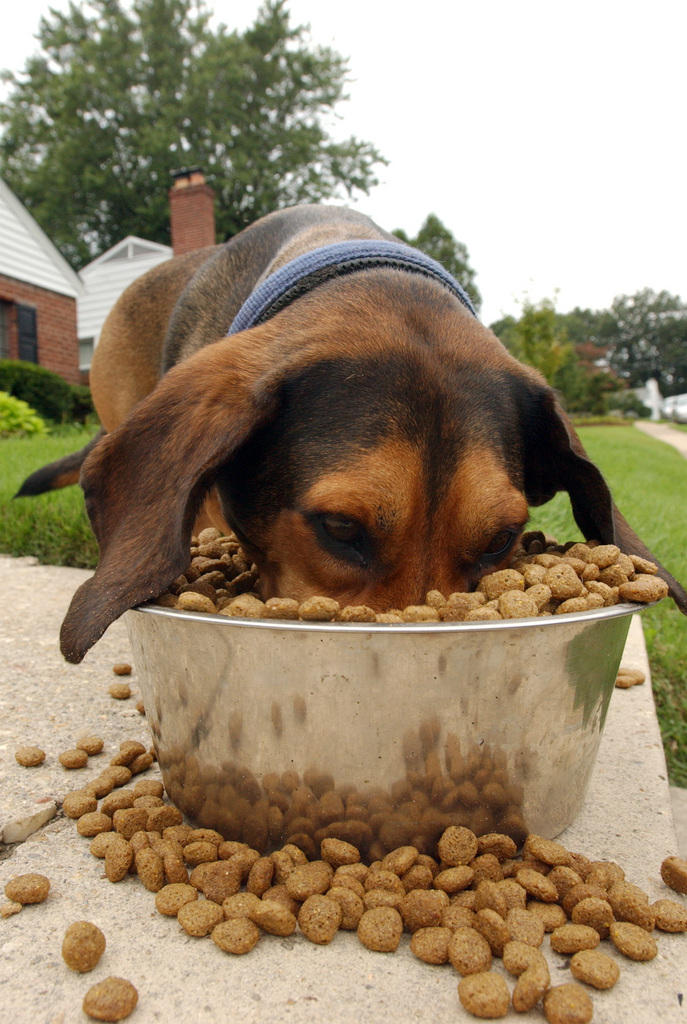 dog eating food