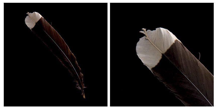 Two bird feathers mainly black with a white tip