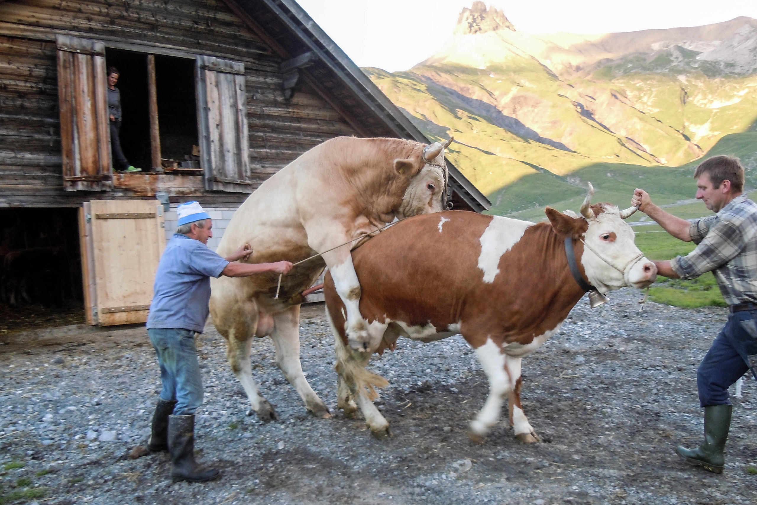 Stier Claudio bei der Begattung einer Nachbarskuh