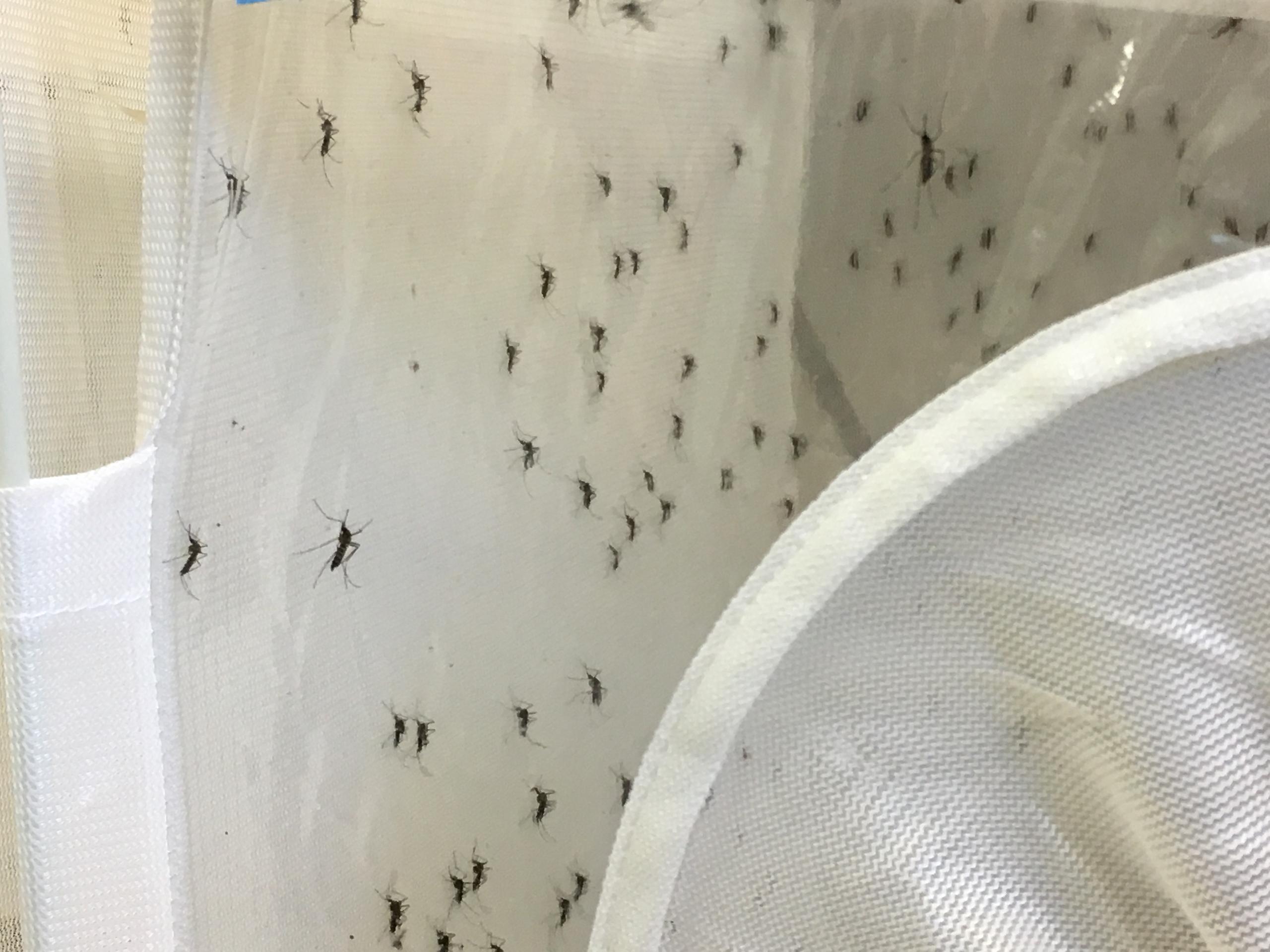 Aedes japonicus mosquitos cling to mosquito netting in a Zurich laboratory