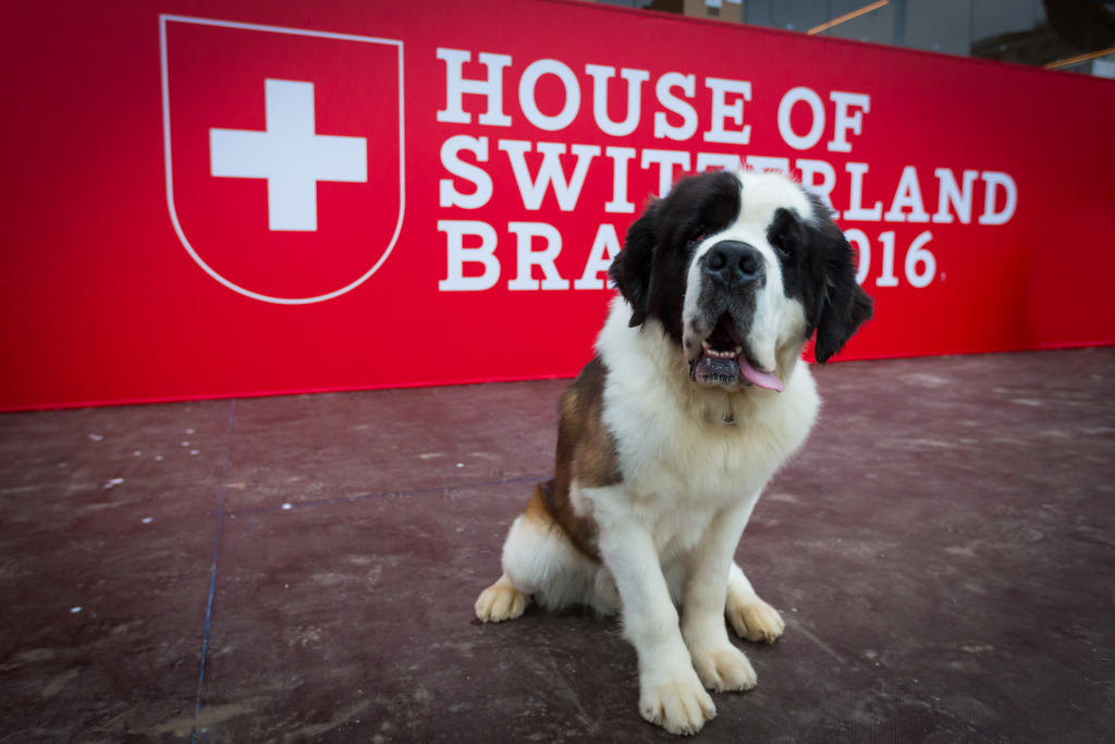 St Bernard dog in front of House of Switzerland Brazil 2016 banner