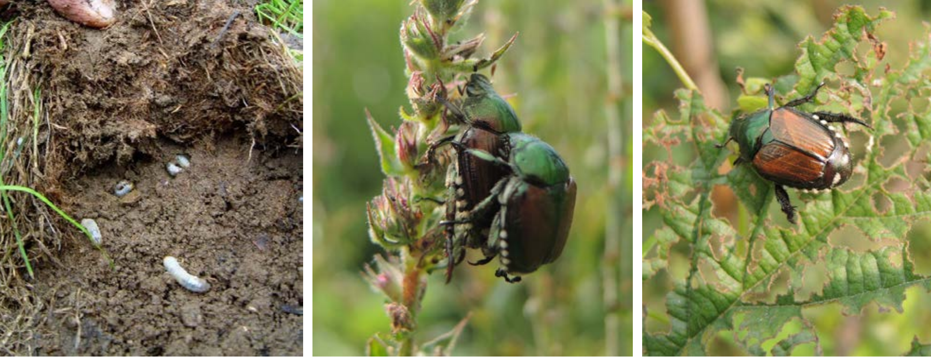Due immagini di popillia japonica adulta fornite dal Servizio fitosanitario del Cantone Ticino