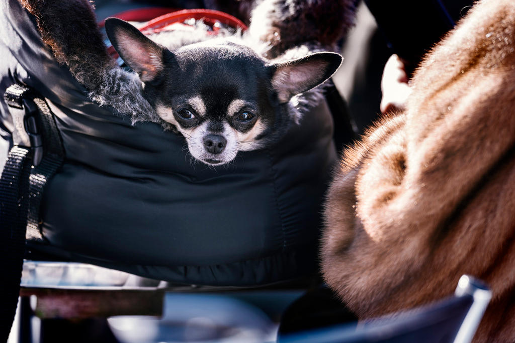 A small dog peeks out of a bag next to a person wearing a fur coat