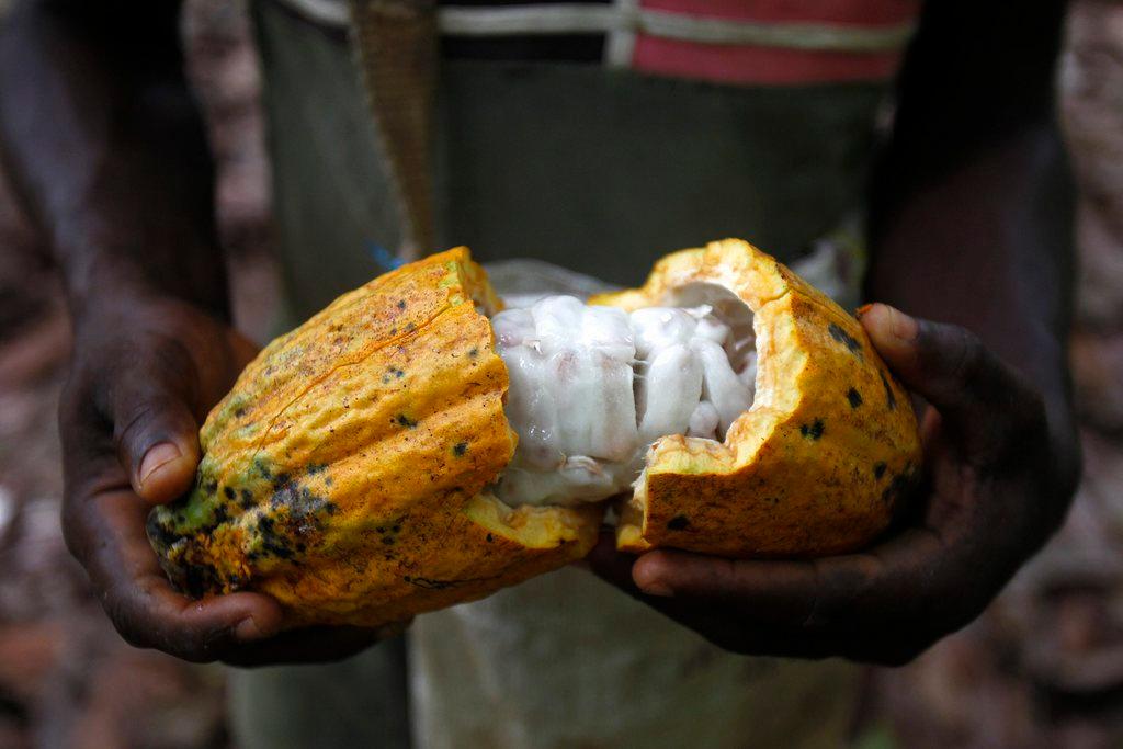 Farmer from Ivory Coast with cocoa fruit