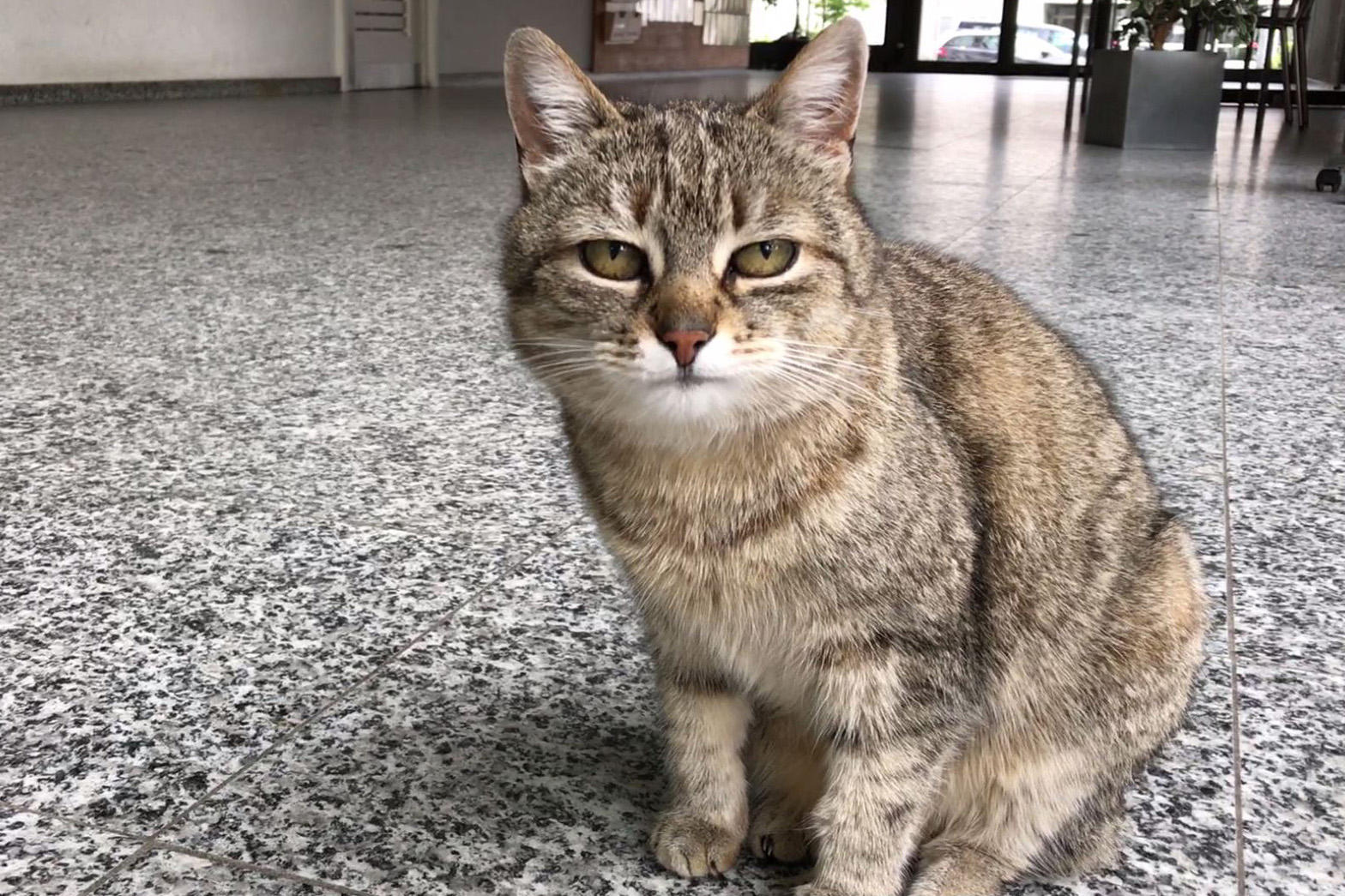 Cat sitting in a hallway