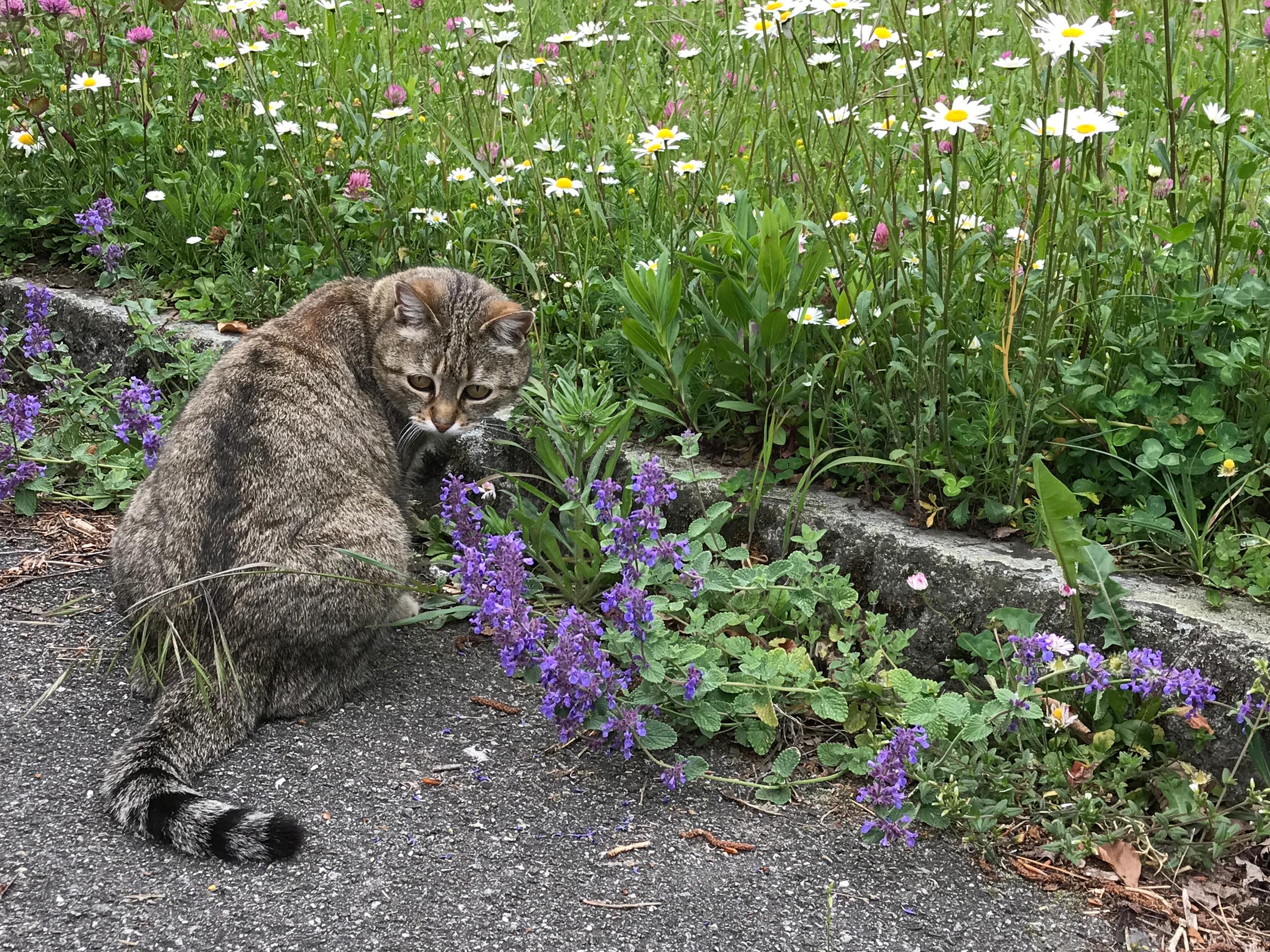 Cat sitting next to flowers