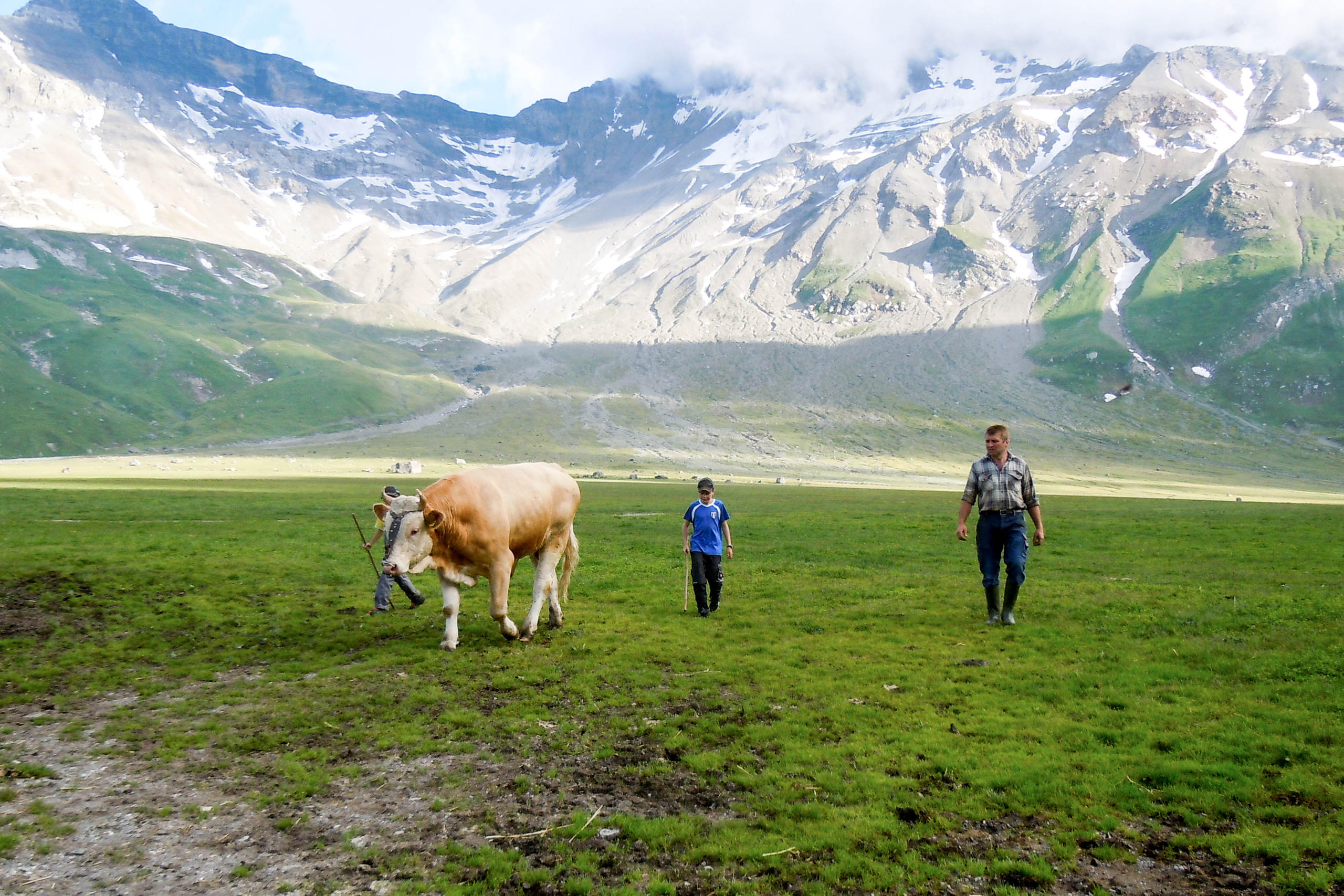 Stier Claudio wird in den Stall getrieben