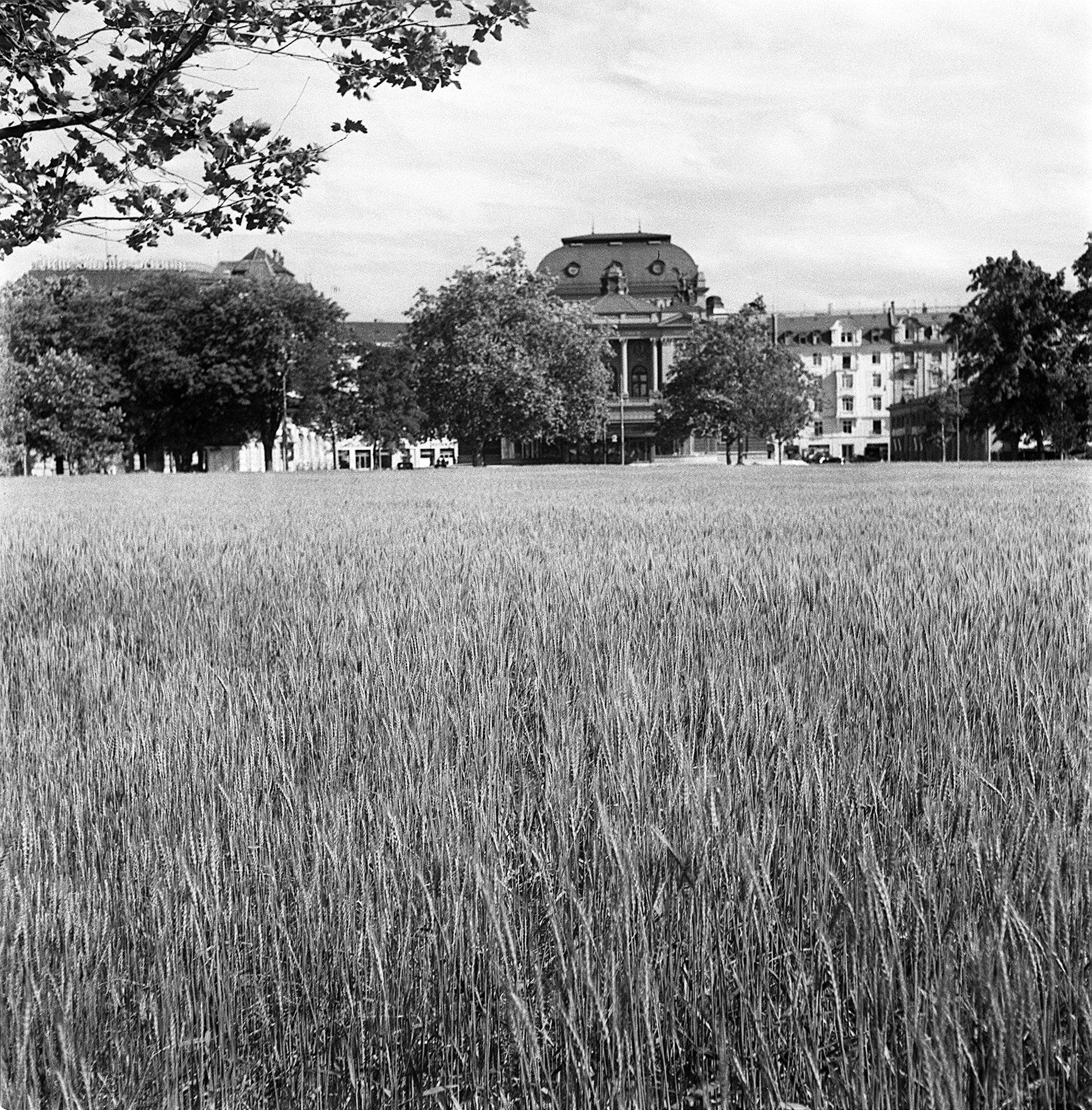 Getreide wächst auf dem Acker vor dem Zürcher Opernhaus während des Zweiten Weltkrieges.