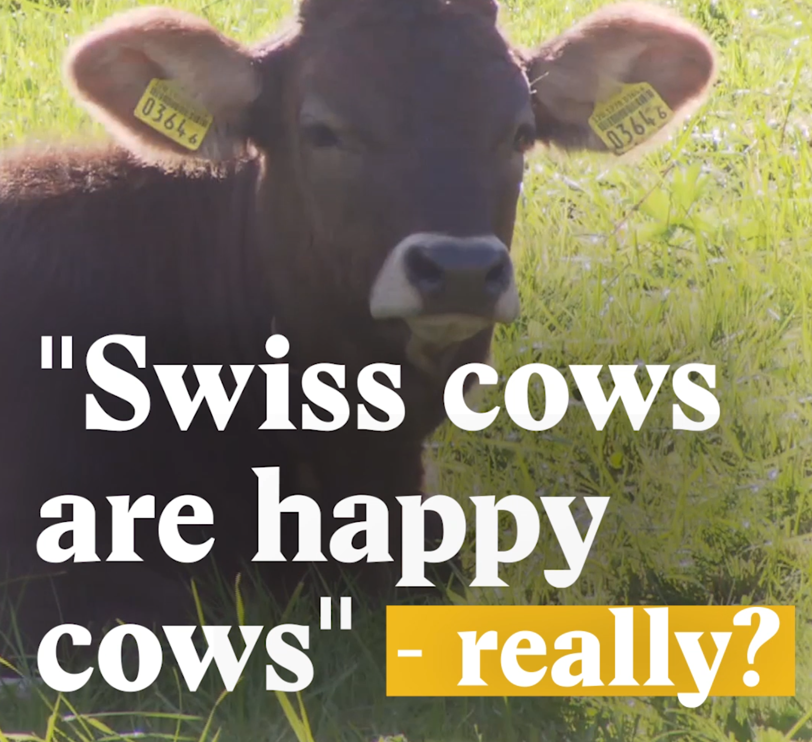 A cover image for a Nouvo video about Swiss cows happiness.