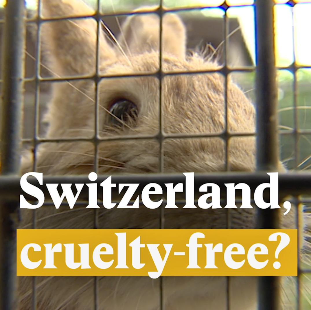 A cover image for a Nouvo video about mistreated animals in Switzerland.