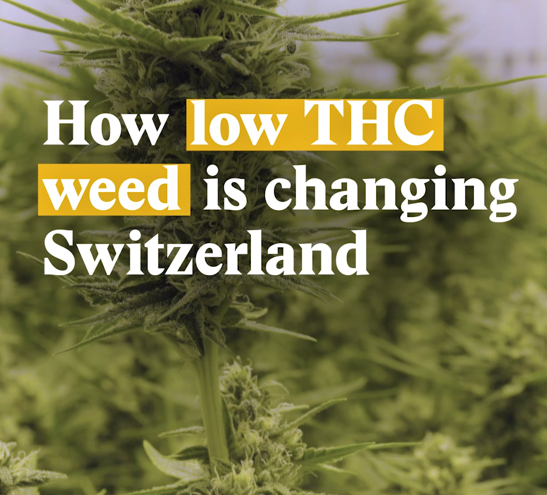 A cover image for a Nouvo video on how legal cannabis is changing Switzerland.
