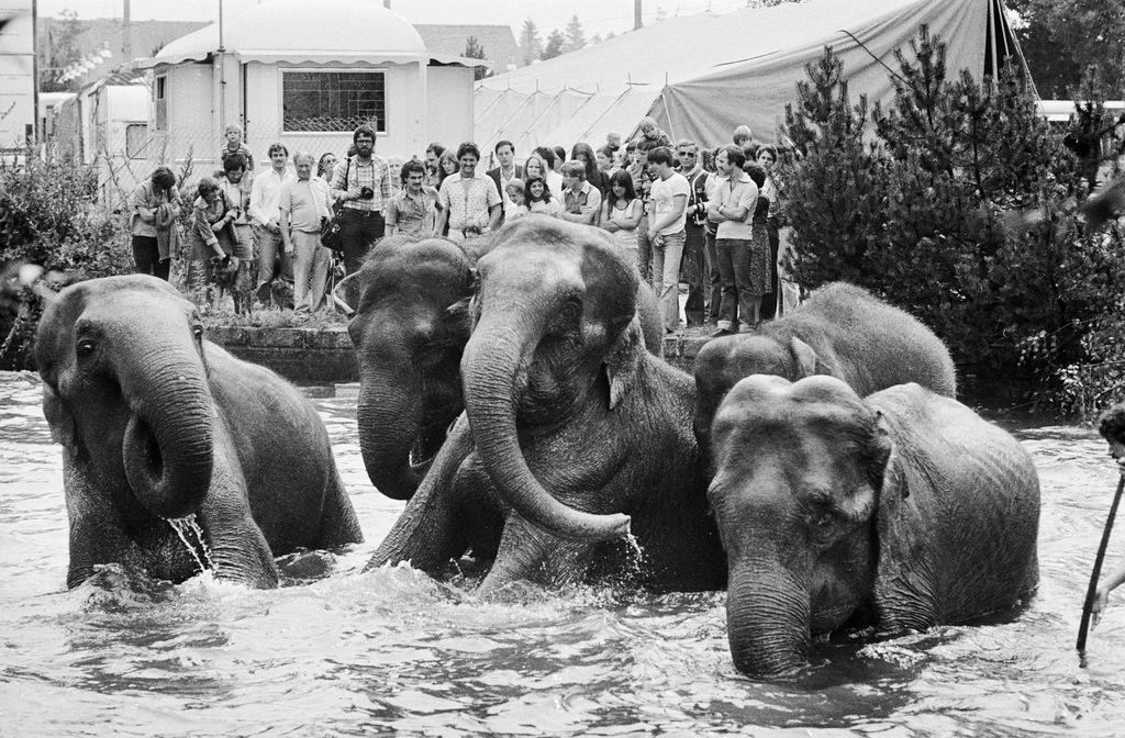 科尼马戏团的大象在阿勒河中戏水，奥尔腾，1978年