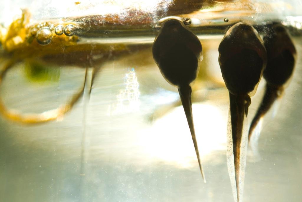 tadpoles in water