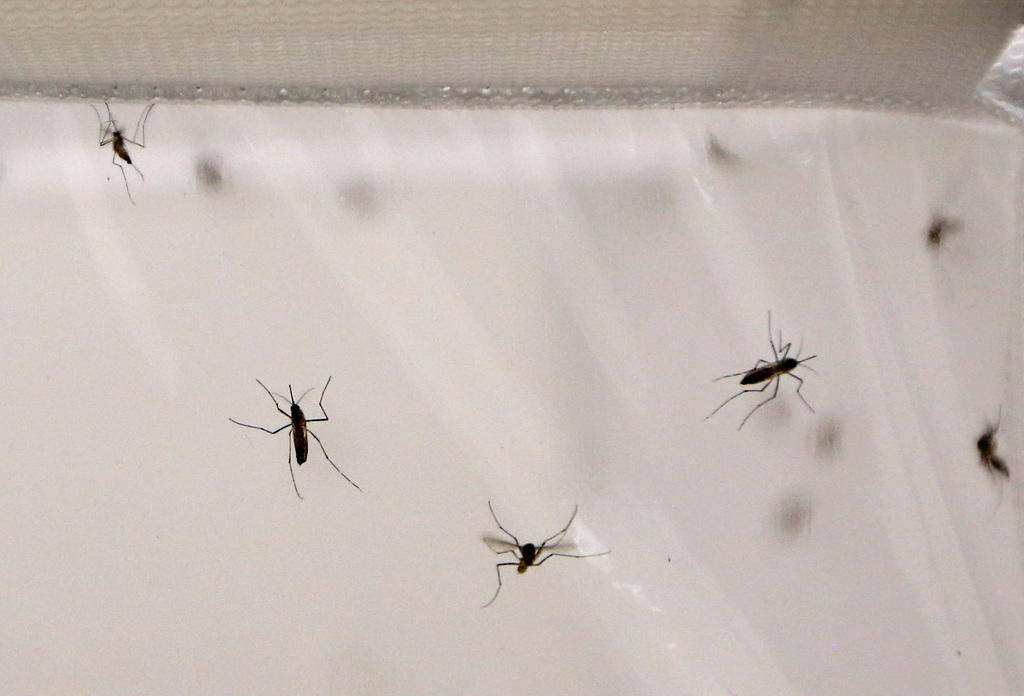 Mosquitoes are seen inside a stock cage in a mosquito laboratory