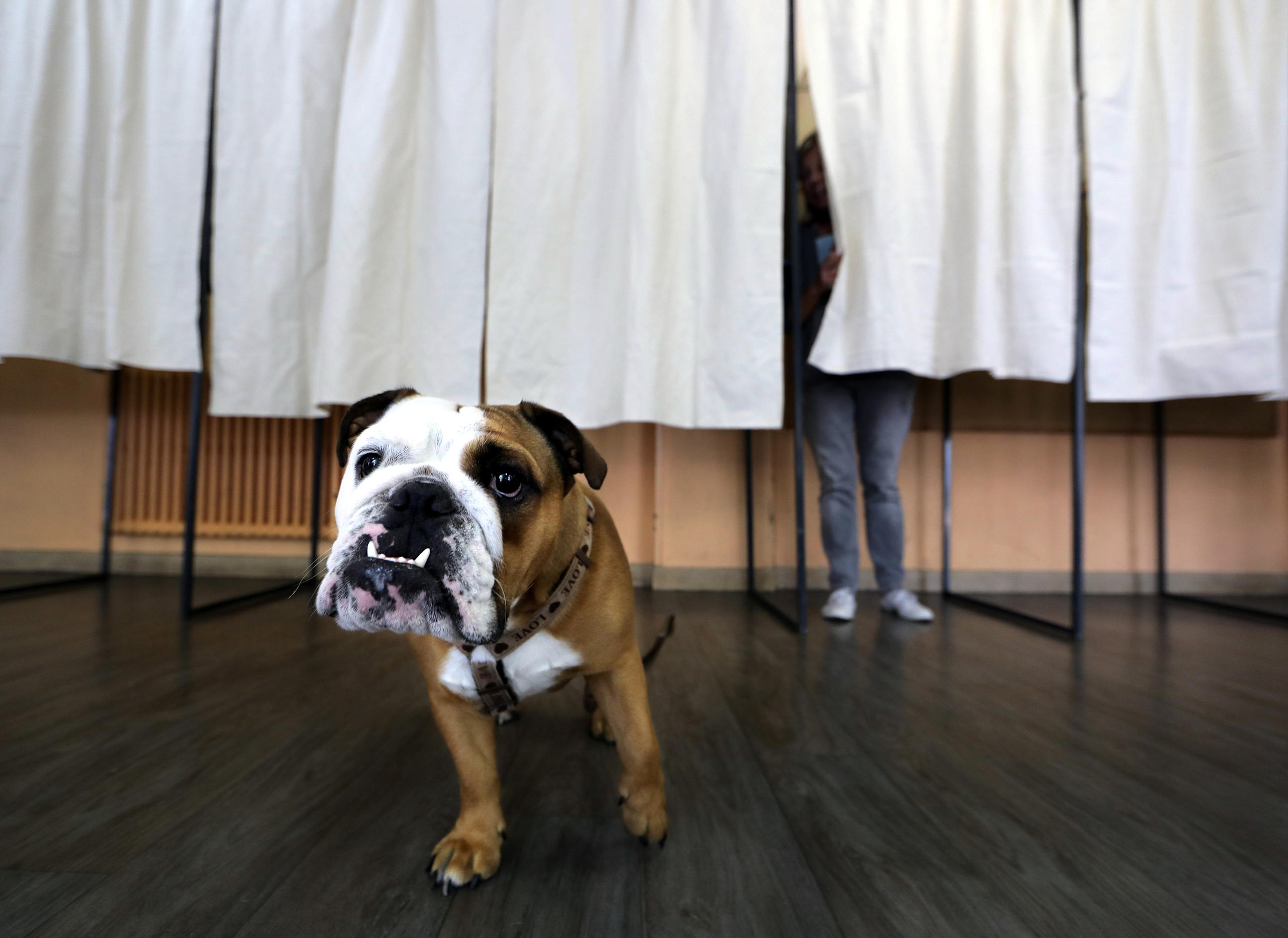 Cachorro abaixo de uma cabine eleitoral