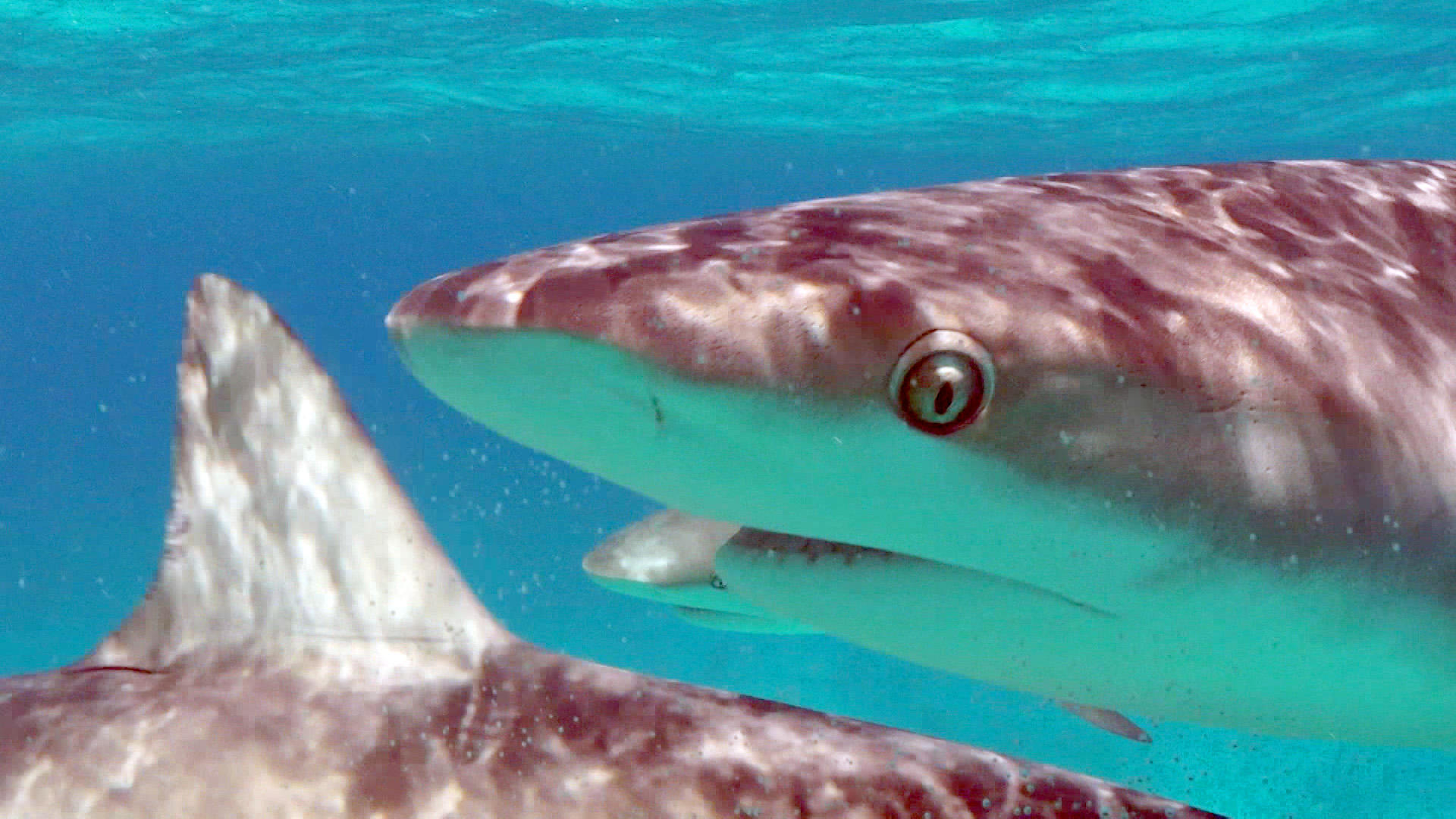 Video about a diver who can talk to sharks