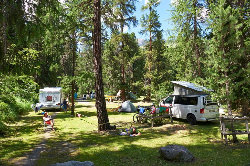 camp site with trees and campers