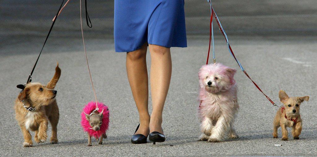さまざまな犬種の犬と歩く女性