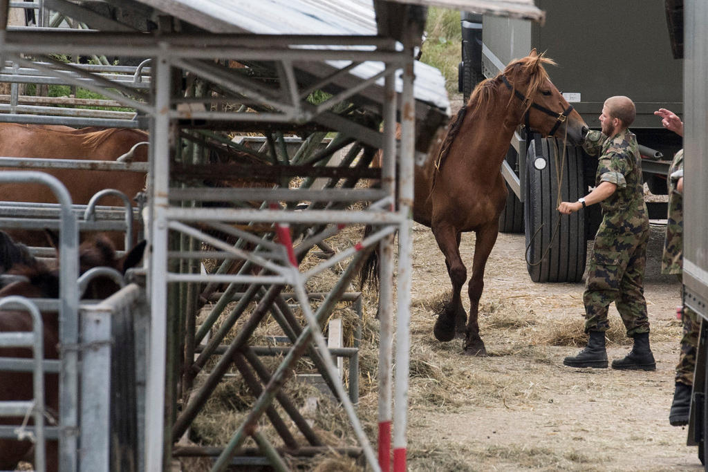 جندي وحصان في إسطبل تابع للجيش