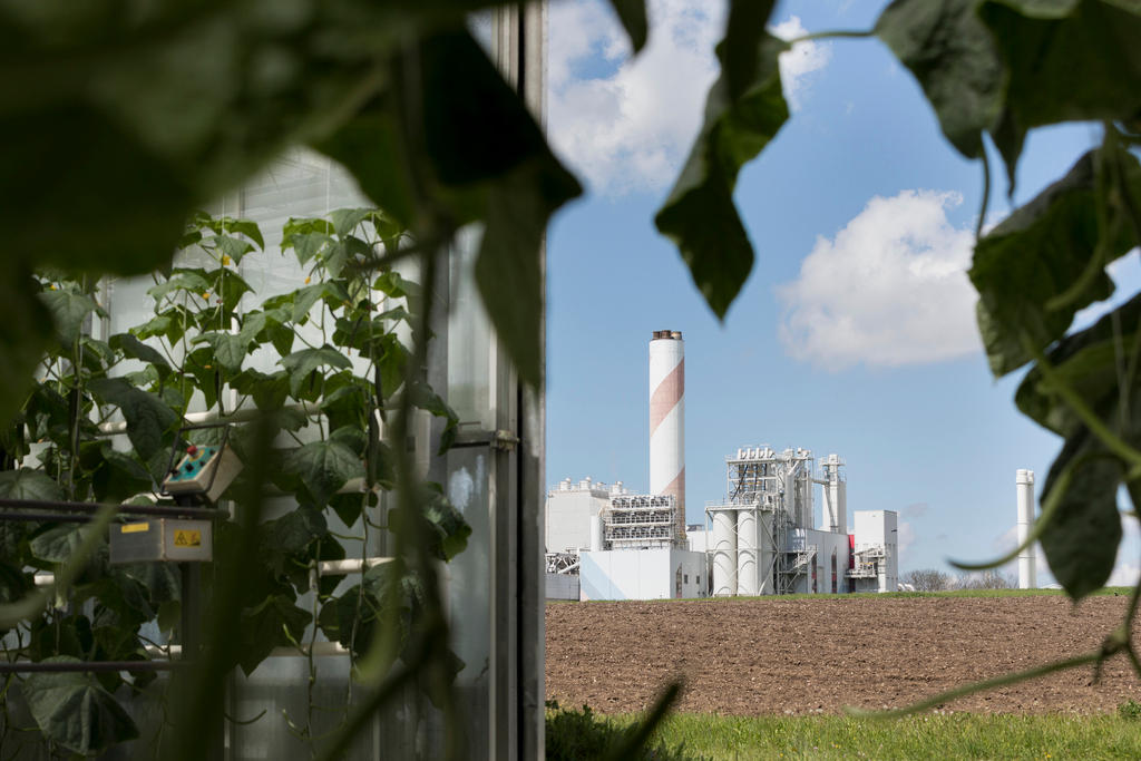 Cucumber plants growing in a greenhouse that uses CO2 from a neighbouring company