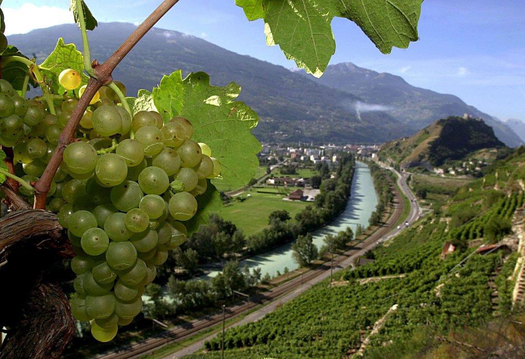 View of Valais wine region and grapes.