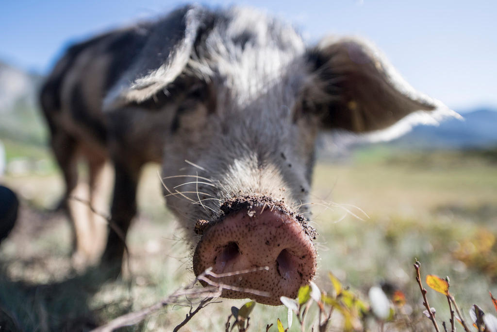 Turopolje-Schwein am Wühlen