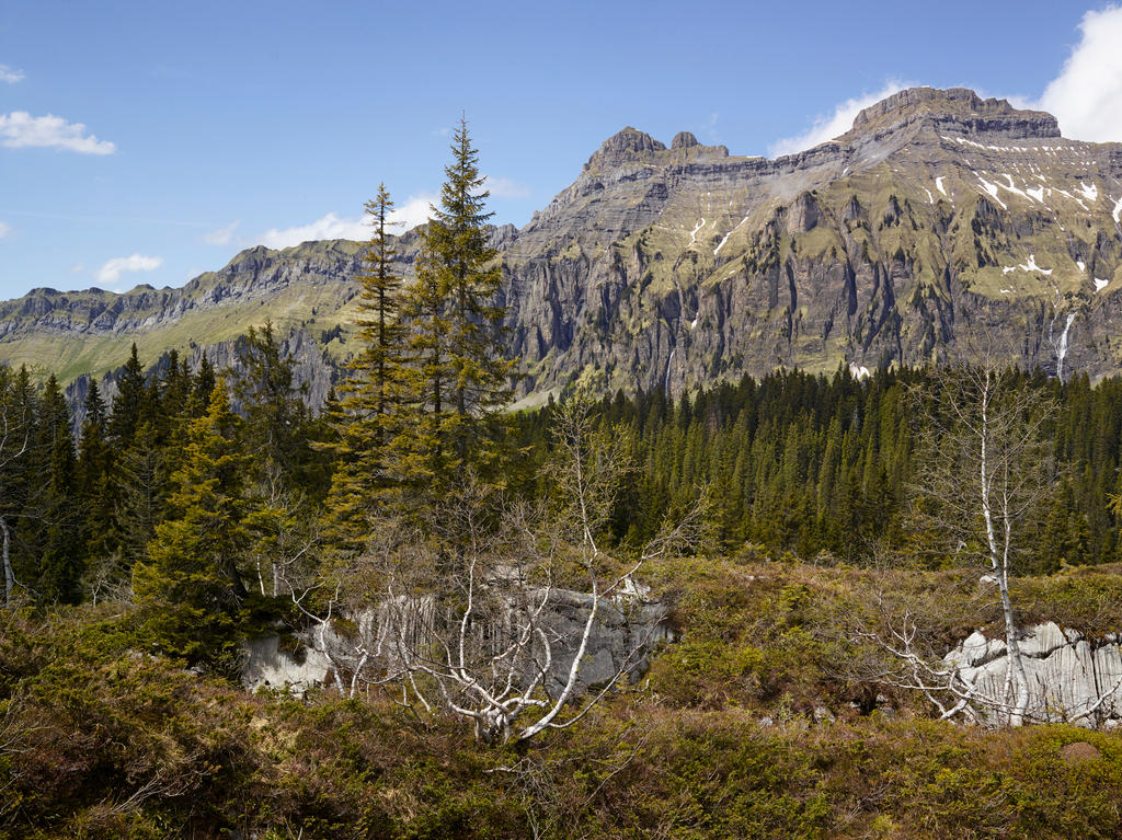View of the Boedmeren forest in the Muota valley in the Canton Schwyz in Switzerland,