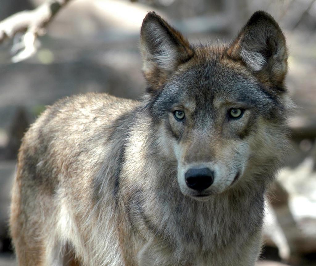 wolf