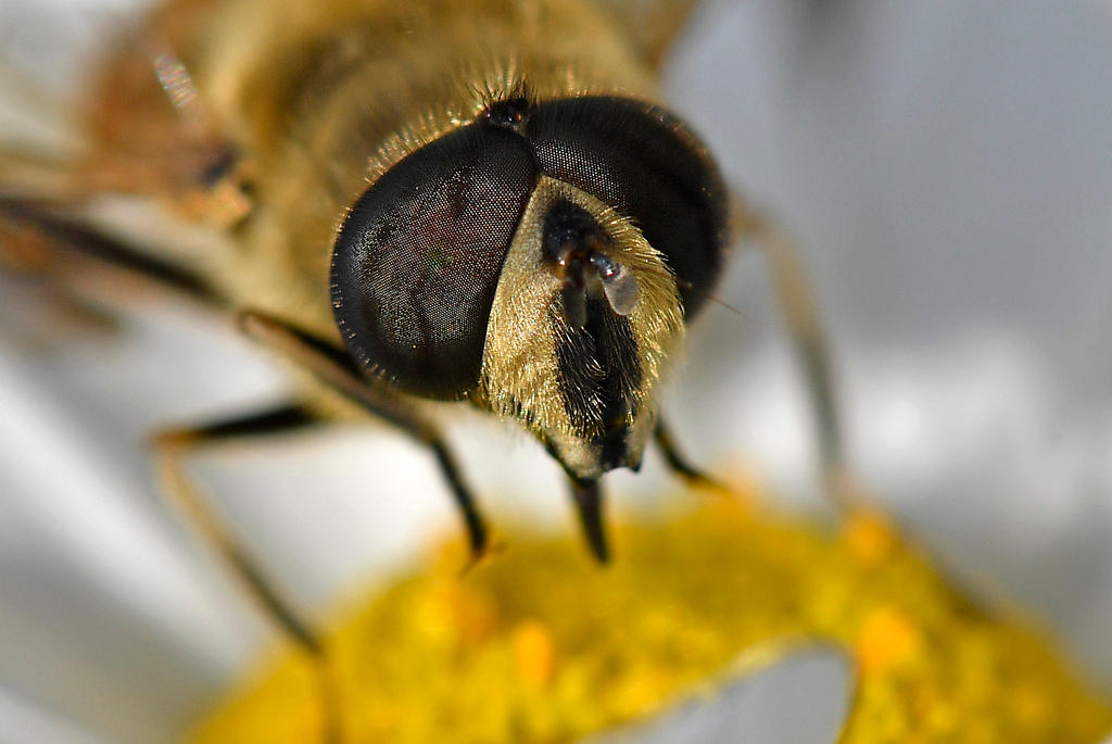 A honey bee sits on a blossom on a summer day in Gelsenkirchen, Germany, Monday, Aug. 21, 2017