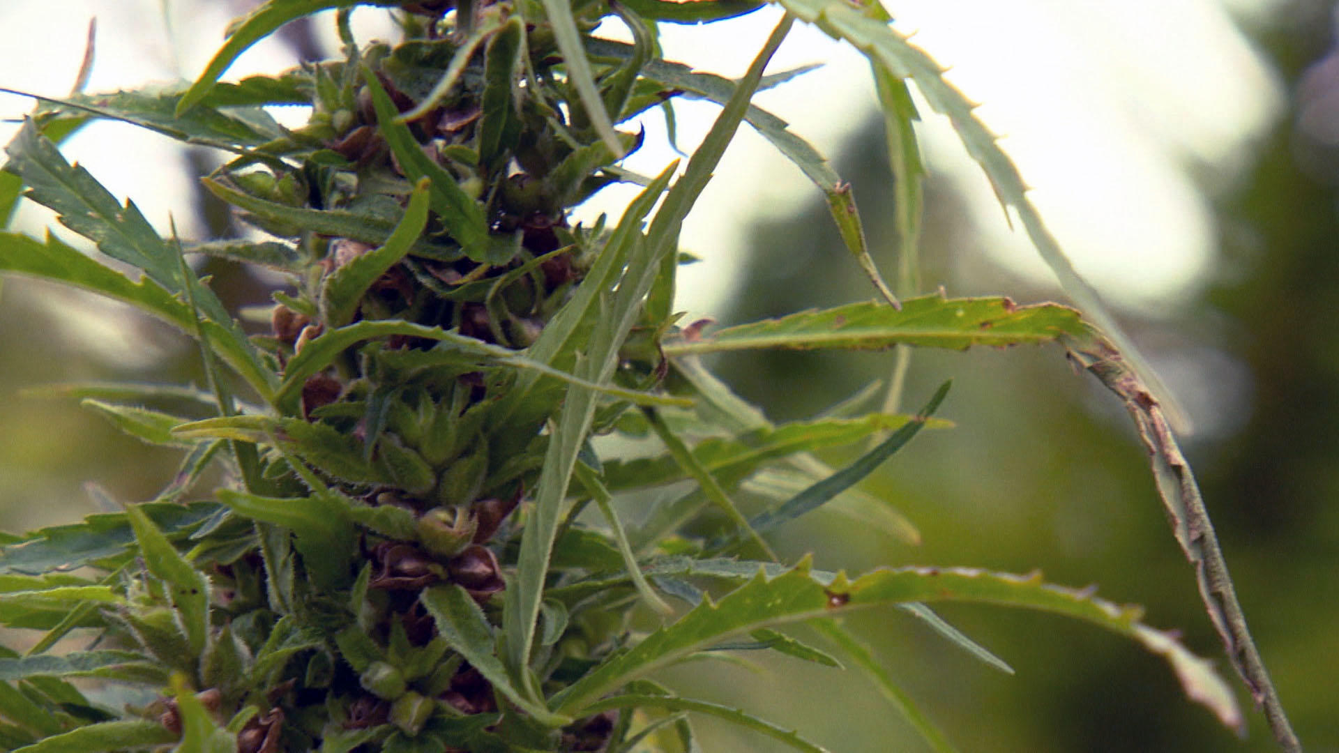 Hemp crop