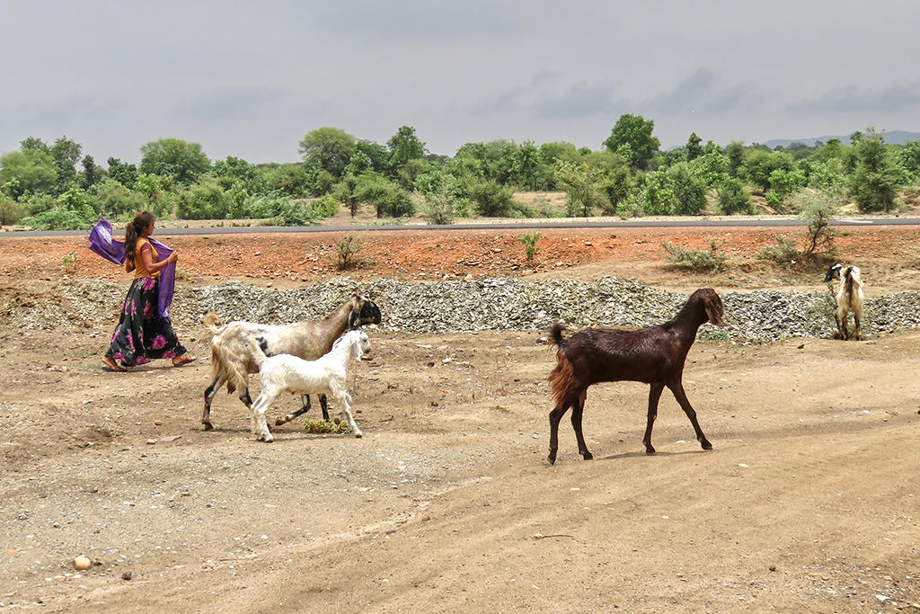 girl grazing goats