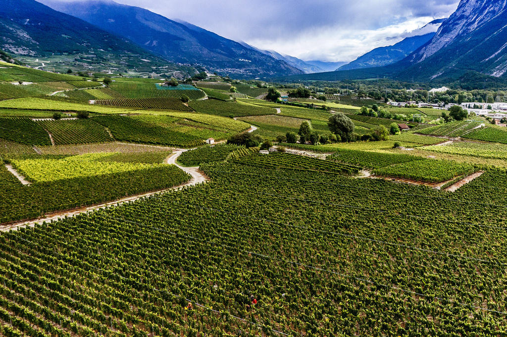View of the vineyards between Veyras and Siders in canton Valais.