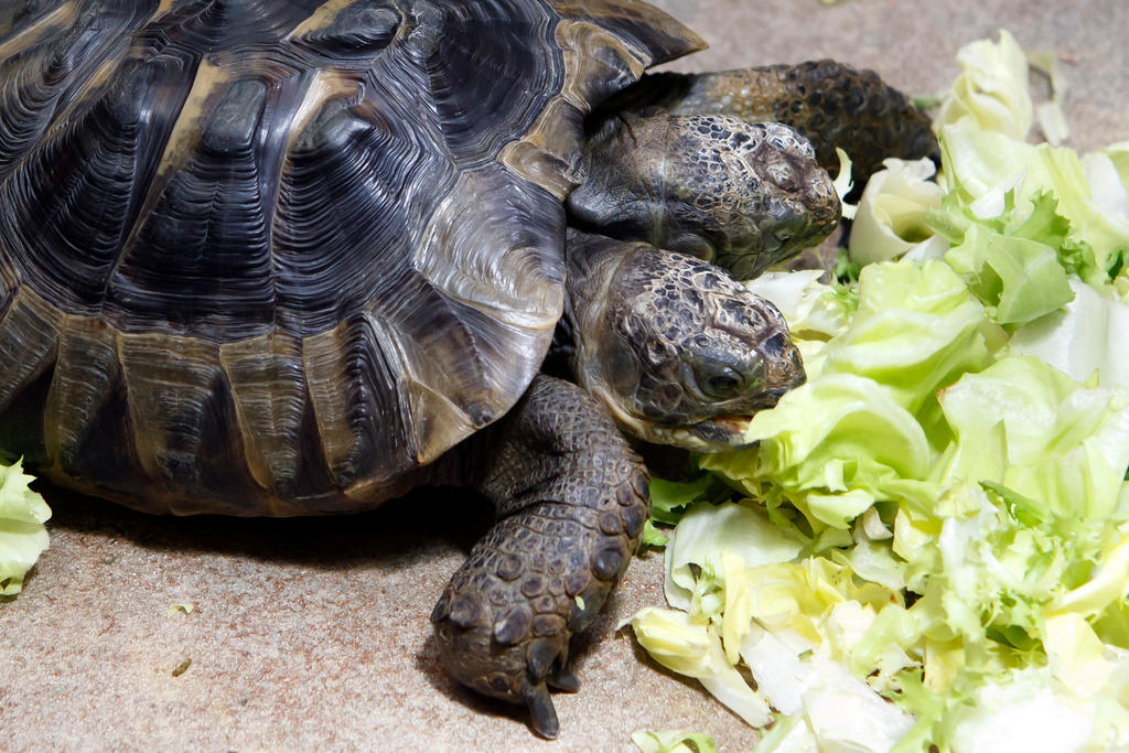 Janus enjoys a birthday salad