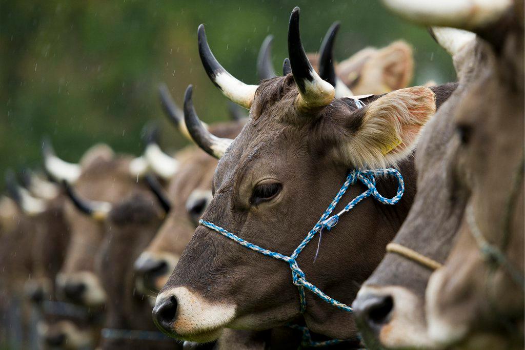 Il Consiglio agli Stato ha bocciato l iniziativa per vacche con le corna