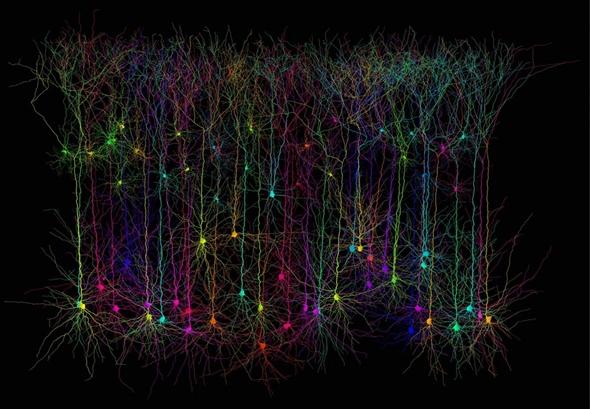 neurons