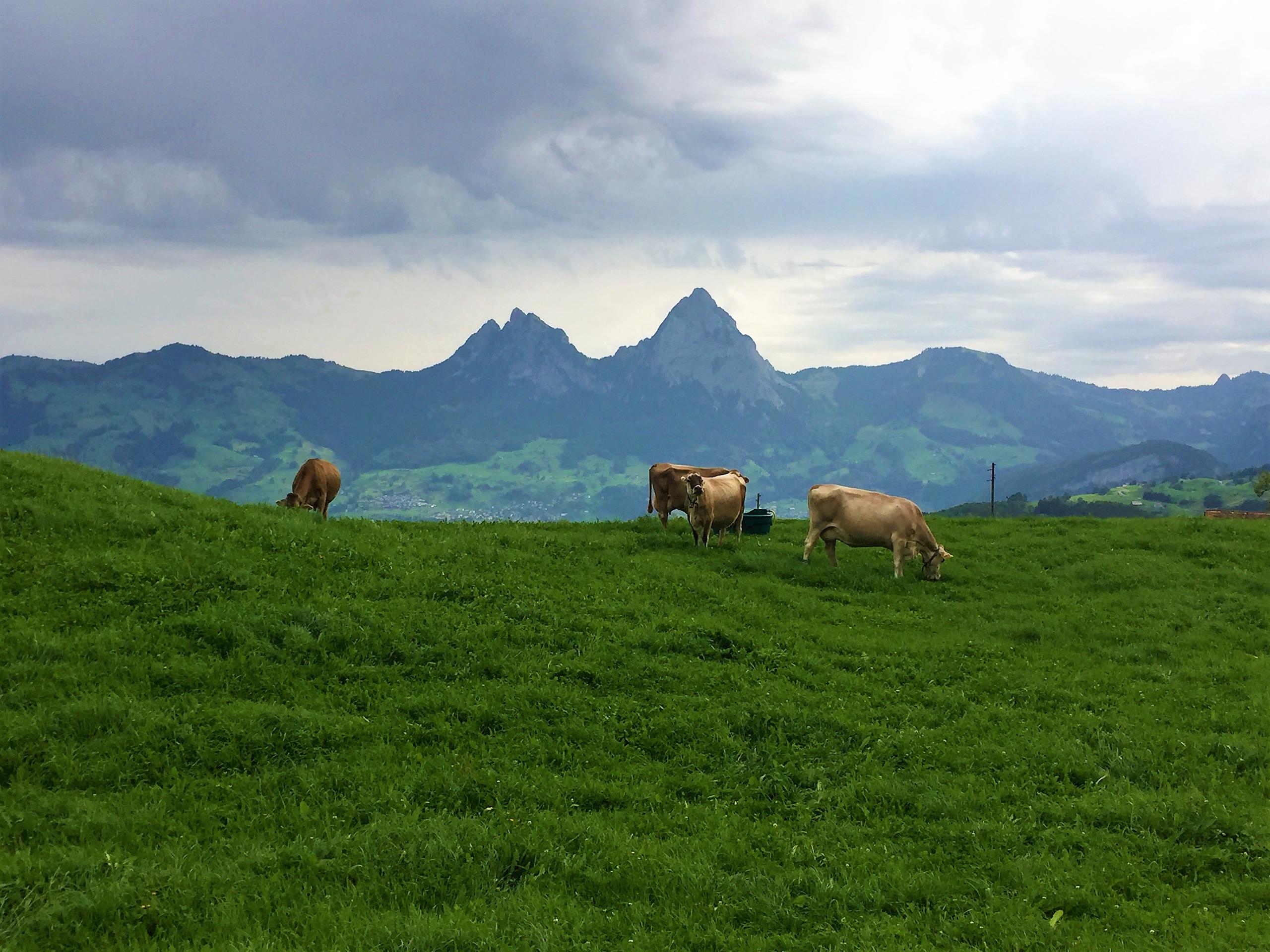 Kühe im Vordergrund, Mythen (Bergkette) im Hintergrund