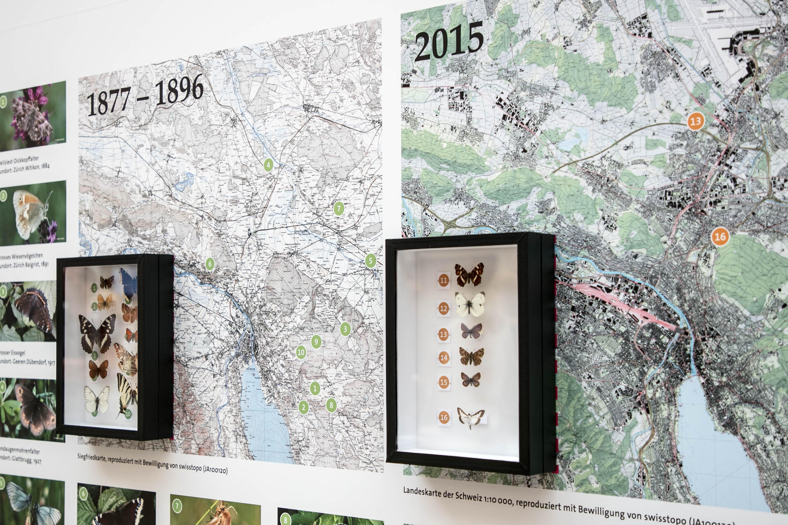 地図と一緒に展示されたチョウの標本