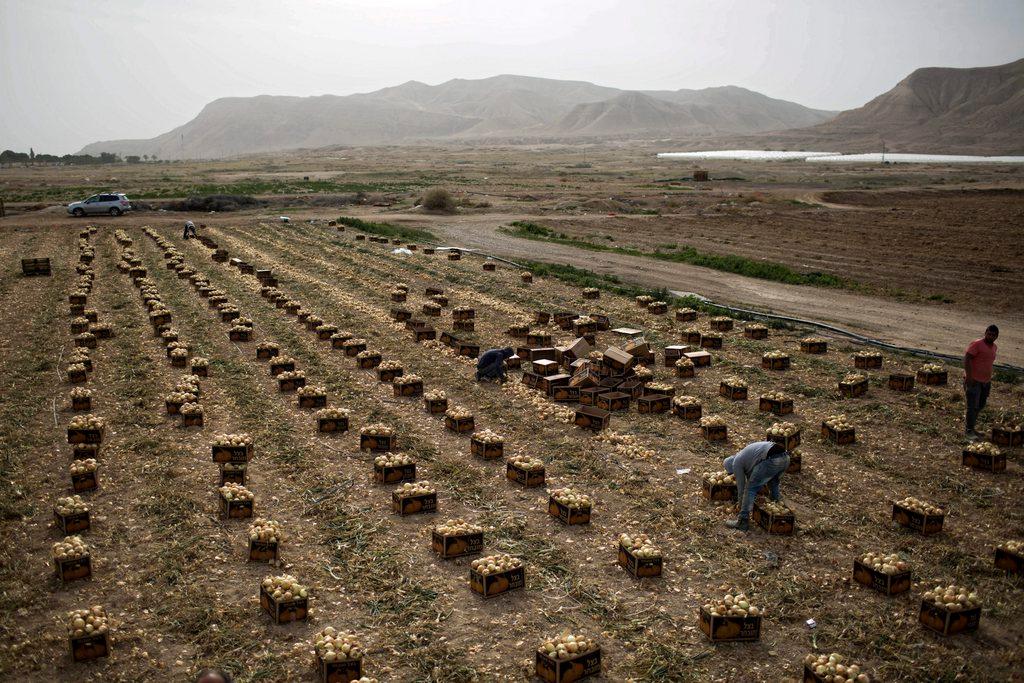 People working in an onion field near Israeli settlement of Almog