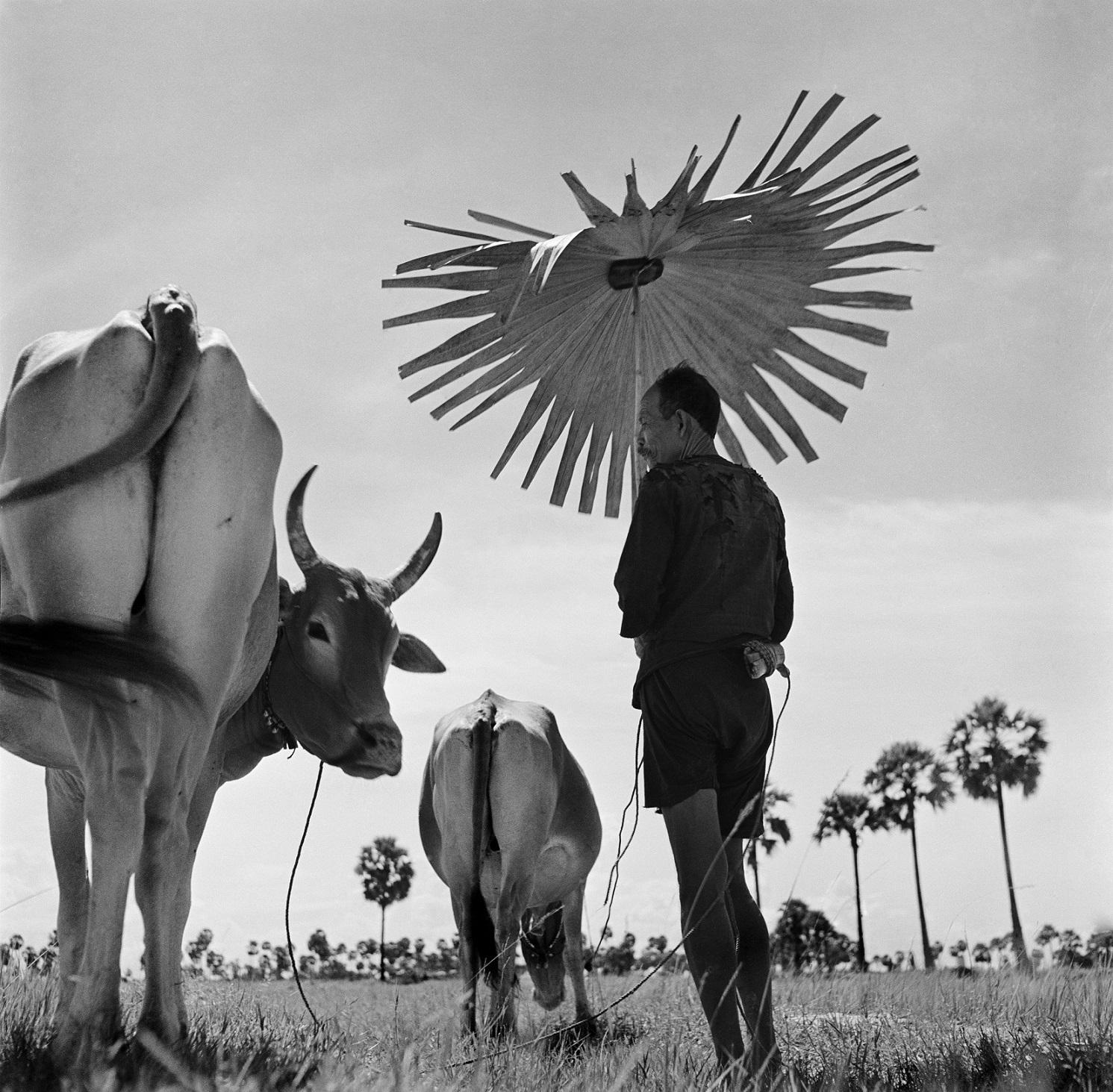 contadino si ripara dal sole con un ombrello di bambu mentre pascola le sue vacche