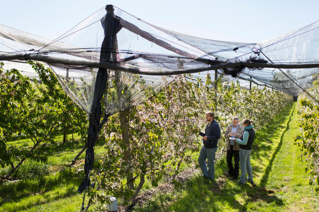 Plantage with cherry trees