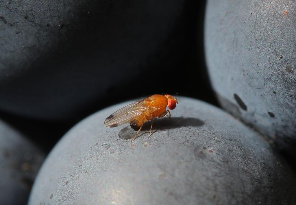 A fruit fly on a piece of fruit