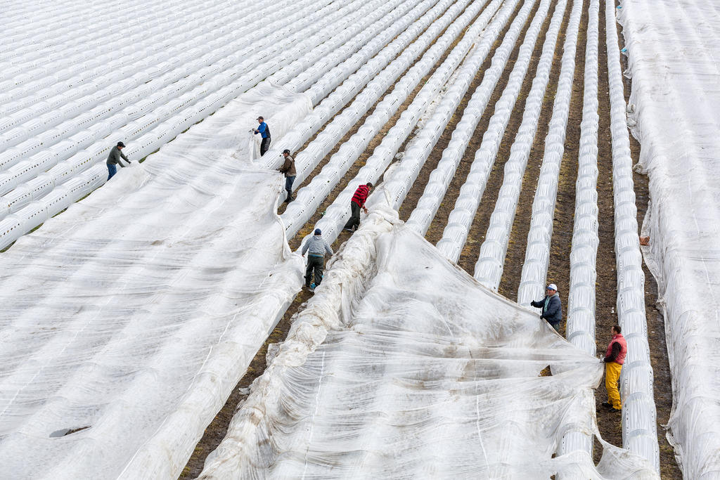 Trabajadores portugueses cubren campo de fresas.
