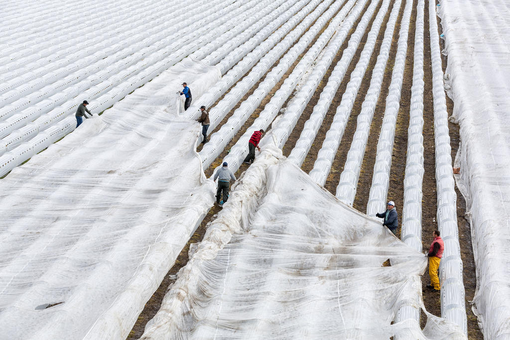 Trabalhadores na agricultura