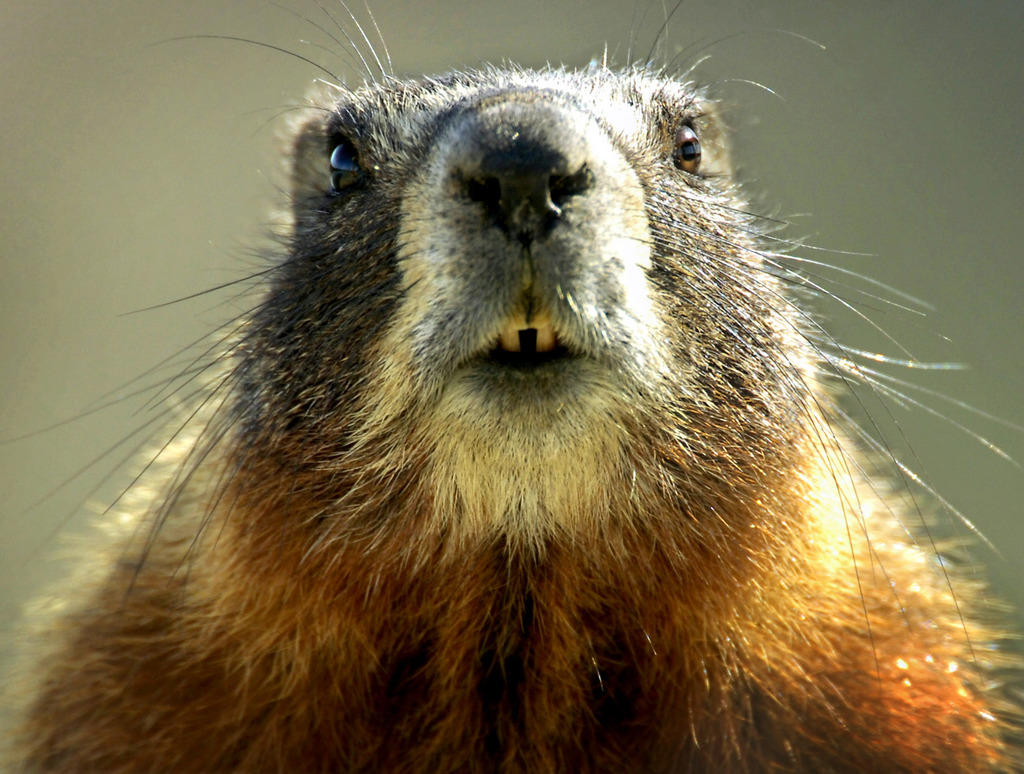 Marmota