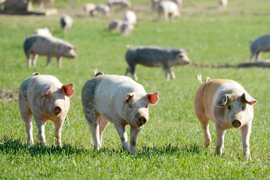Schweizer Schweine